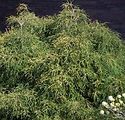 Chamaecyparis pisifera 'Sungold'