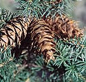 Pseudotsuga menziesii var. glauca 'Douglas Fir'