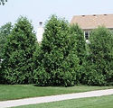 Thuja Occidentalis 'Techny'