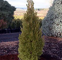 Picea glauca 'Conica'