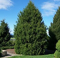 Picea abies 'Sherwood Compact'