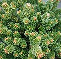 Abies fraseri 'Fastigiata Compacta'