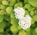 Spiraea betulifolia 'Tor Gold'