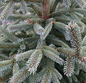 Picea abies 'Paul's Select'