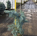 Abies concolor 'Blue Cloak'