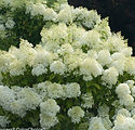 Hydrangea paniculata 'ILVOBO'