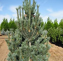 Pinus flexis 'Vanderwolf's Pyramid'