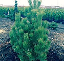 Pinus luecodermis