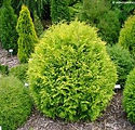 Thuja Occidentalis 'Golden Globe'