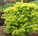 Berberis thunbergii 'Koren'