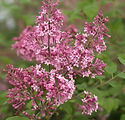 Syringa x