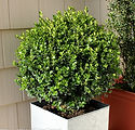 Buxus microphylla 'Bulthouse' PP25896