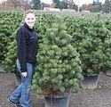 Pinus nigra 'Oregon Green'