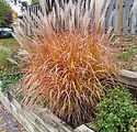 Miscanthus sinensis 'Purpurascens'