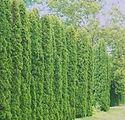 Thuja occidentalis 'Degroots Spire'