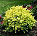 Berberis thunbergii 'Aurea Nana'