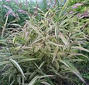 Chasmanthium latifolium 'River Mist'