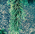 Pinus 'Aristata'