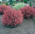 Berberis thunbergii 'Rose Glow'