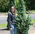 Picea pungens glauca 'Blue Totem'