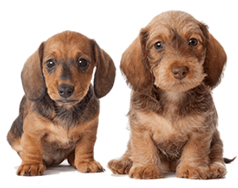 puppies-min.png