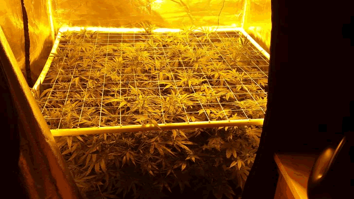 Best 5x5 Grow Tents FEATURED 2.gif