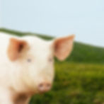 PORK
