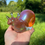 Thumbnail: Escargot XL