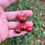 Miniature : Ourson 