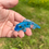Miniature : Carpe koï