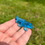 Miniature : Carpe koï