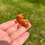 Miniature : Carpe koï