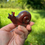 Thumbnail: Escargot M 