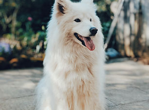Large Dog Boarding School - Angelcare Pet Vet