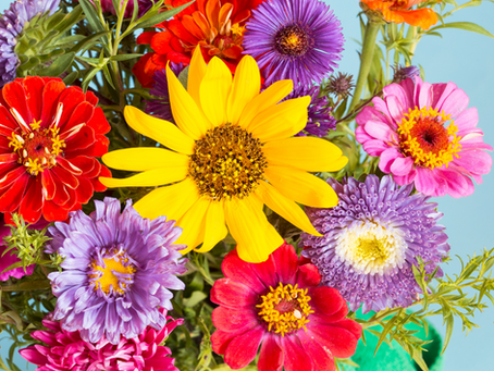 Girasoli, fiori rossi, fiori verdi, fiore giallo, fiore rosa