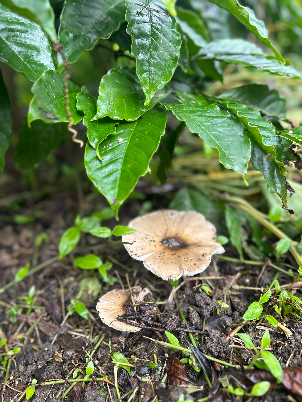 Photo - Nisha Thomas