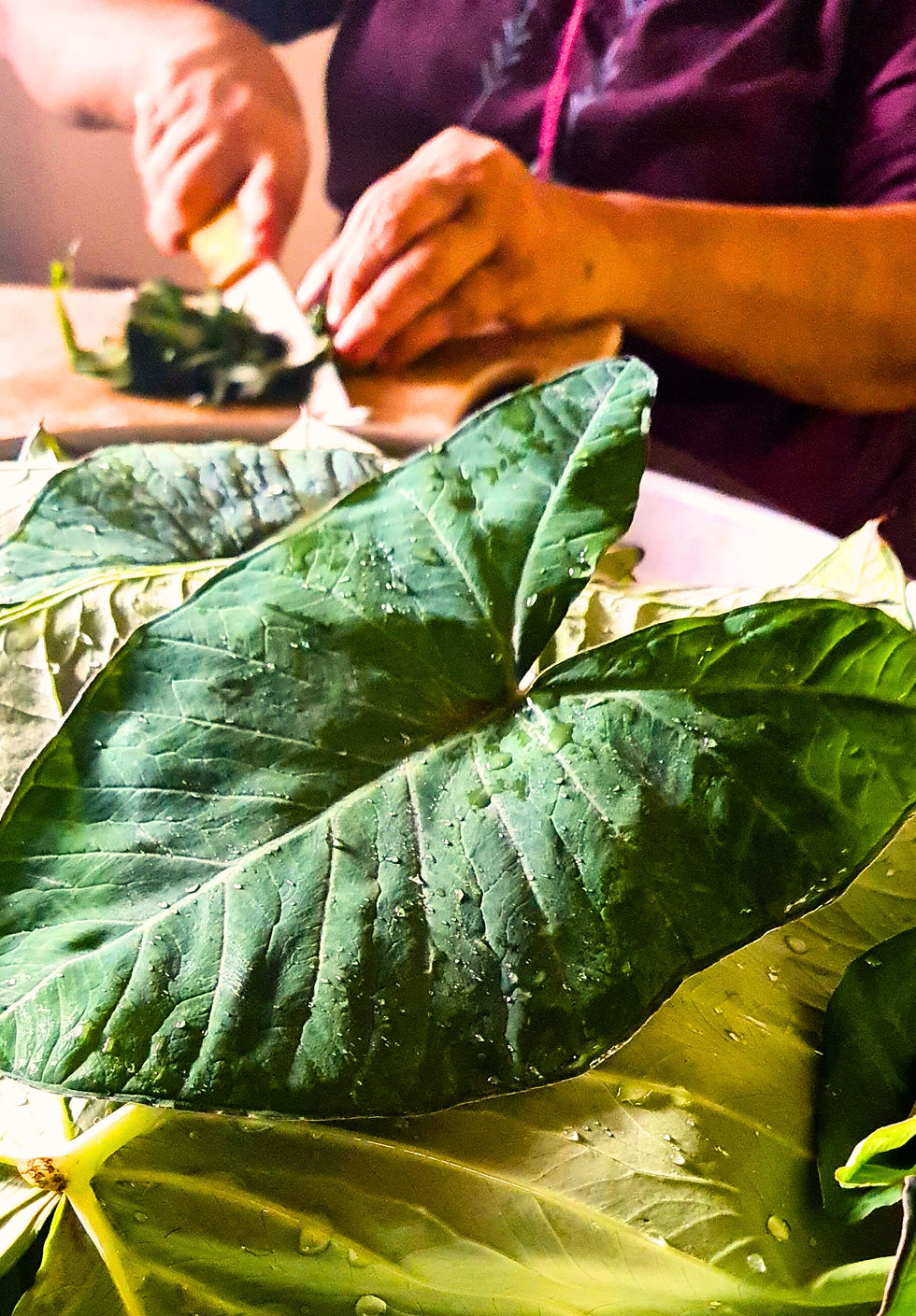 Colocasia leaves | Picture by Author