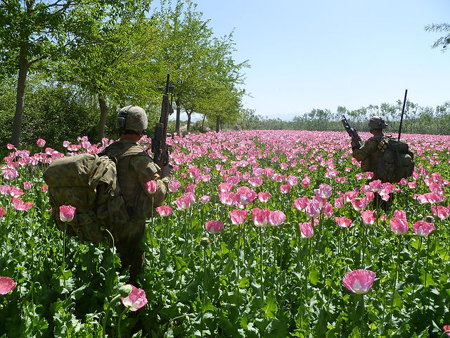 Poppy field