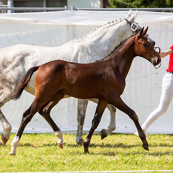 Come Back von Gurbrü