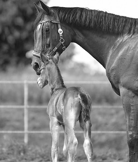 Zuchtstutenmanagement