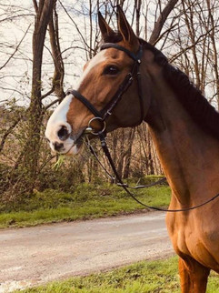 cheval sur une route