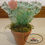 Miniatura: CACTUS CHICO
