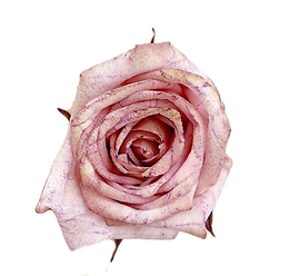 IMG_1523_edited.png