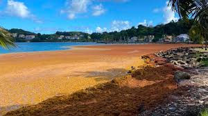 Martinique : La lutte contre les sargasses