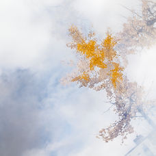 francis pour wix.jpg