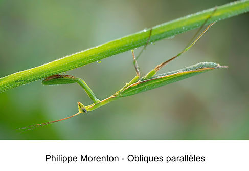 Morenton-Obliques parallèles.jpg