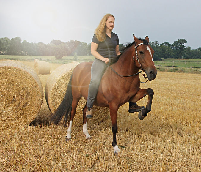 Physiotherapie funktioniert auch bei Pferden - Malwe Holmer