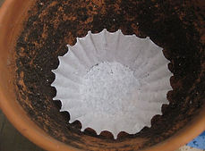 Maid In Siem Reap coffee filter in a flower pot