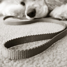 Pup