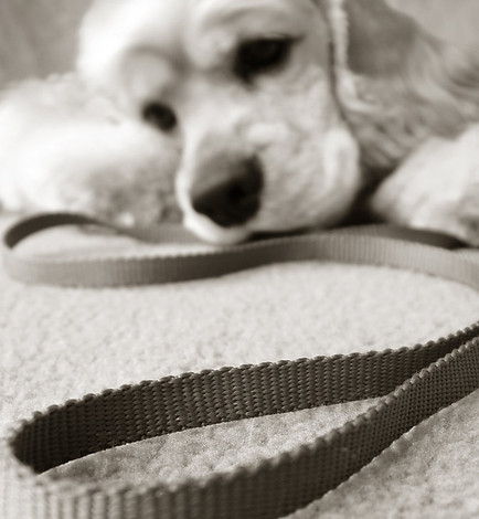 Pup